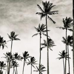 Coconut Palms I 'Cocos nucifera', Kaunakakai, Molokai | Obraz na stenu