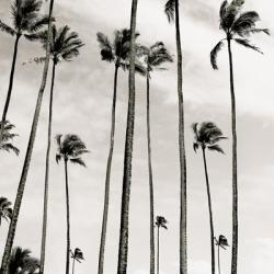 Coconut Palms II 'Cocos nucifera', Kaunakakai, Molokai | Obraz na stenu