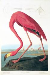 American Flamingo | Obraz na stenu
