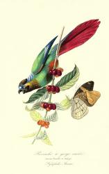 Parakeeto n CoffeeBush | Obraz na stenu