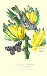 Finch on Bunch of Bananas | Obraz na stenu
