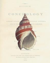 Conchology Buccinum | Obraz na stenu
