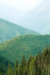 Hurricane Ridge | Obraz na stenu