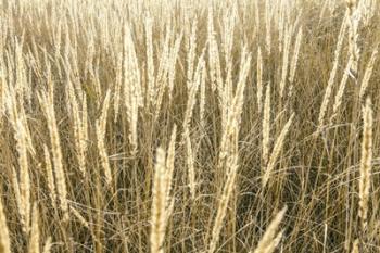 Beach Grass 2 | Obraz na stenu