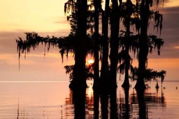 Sunrise Through the Cypress | Obraz na stenu