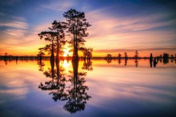 Dawn in Henderson Swamp | Obraz na stenu