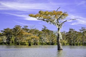 Spirit of the Swamp | Obraz na stenu