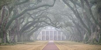 Oak Alley Plantation | Obraz na stenu