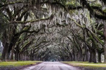 Wormsloe Alley | Obraz na stenu