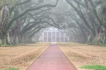 Foggy Oak Alley | Obraz na stenu