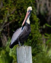 Pelican Watching | Obraz na stenu