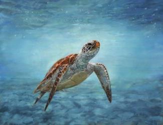 Sea Turtle | Obraz na stenu