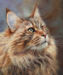 Maincoon Cat | Obraz na stenu