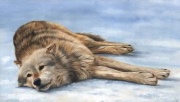 Wolf Laying In Snow | Obraz na stenu