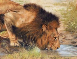 Lion Drinking | Obraz na stenu