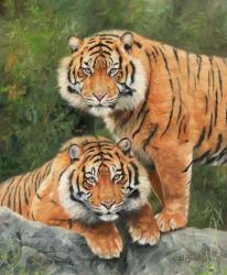 Pair Of Sumatran Tigers | Obraz na stenu