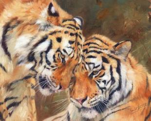 Tiger Love | Obraz na stenu