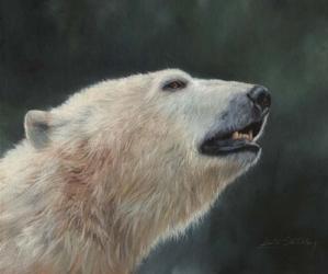 Polar Bear Portrait | Obraz na stenu