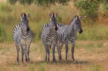 Three Zebras South Luangwa | Obraz na stenu