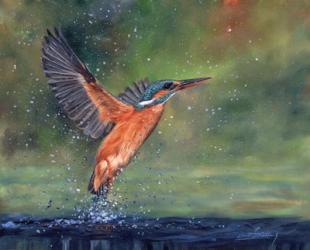 Kingfisher | Obraz na stenu