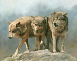 Three Wolves | Obraz na stenu