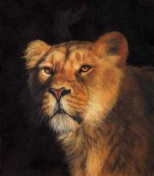 Study Of A Lioness | Obraz na stenu