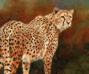 Cheetah10 | Obraz na stenu
