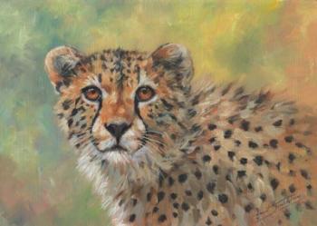 Cheetah Portrait | Obraz na stenu