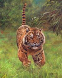 Sumatran Tiger Running | Obraz na stenu