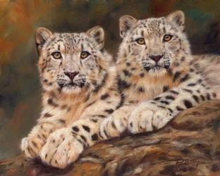 Snow Leopards | Obraz na stenu