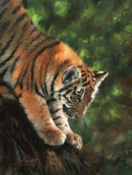 Tiger Cub Climbing Down Tree | Obraz na stenu