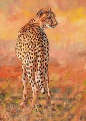 Cheetah Midday Sun | Obraz na stenu