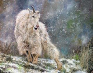 Wild Mountain Goat | Obraz na stenu