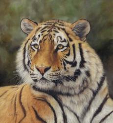 Tiger Portrait 6 | Obraz na stenu