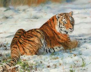 Tiger In Snow | Obraz na stenu