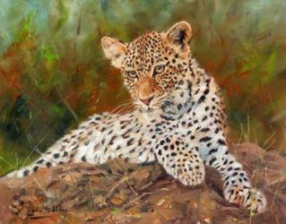 Lazy Leopard | Obraz na stenu