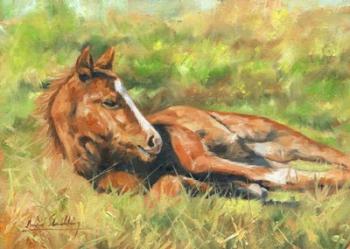 Foal Laying Down | Obraz na stenu