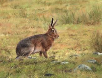 Wild Hare | Obraz na stenu