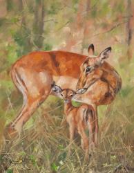 Impala And Young | Obraz na stenu