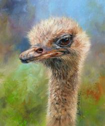 Ostrich | Obraz na stenu