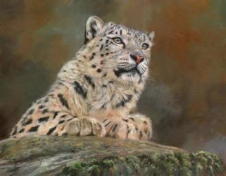 Snow Leopard Rock | Obraz na stenu