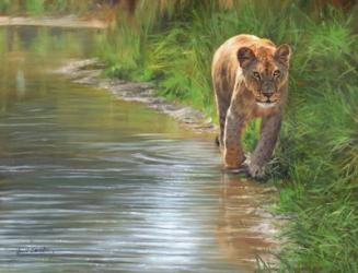 Water's Edge Lioness | Obraz na stenu