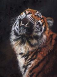 Tiger Looking Up | Obraz na stenu