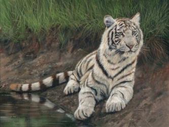 White Tiger Cub | Obraz na stenu