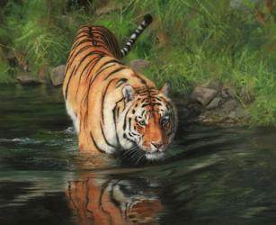 Tiger Entering Water | Obraz na stenu