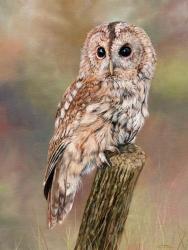 Tawny Owl | Obraz na stenu