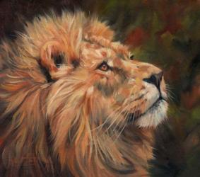 Lion Study | Obraz na stenu