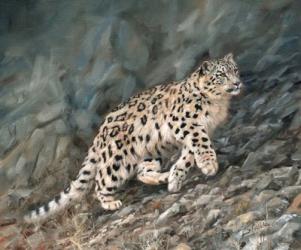 Snow Leopard Climbing Up | Obraz na stenu