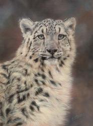 Snow Leopard | Obraz na stenu