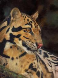 Clouded Leopard Portrait | Obraz na stenu